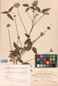 Bituminaria bituminosa subsp. pontica (A.P.Khokhr.) V.V.Fateryga & Fateryga, Кавказ, Грузия (K4) (Грузия)