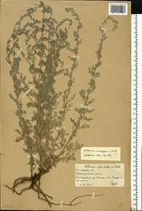 Artemisia caerulescens subsp. caerulescens, Восточная Европа, Нижневолжский район (E9) (Россия)