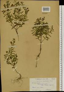 Scutellaria scordifolia Fisch. ex Schrank, Сибирь, Западный (Казахстанский) Алтай (S2a) (Казахстан)