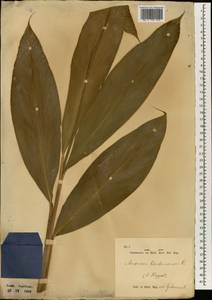 Elettaria cardamomum (L.) Maton, Зарубежная Азия (ASIA) (Индонезия)