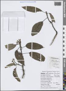 Mallotus pallidus (Airy Shaw) Airy Shaw, Зарубежная Азия (ASIA) (Вьетнам)