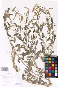 Лебеда татарская L., Восточная Европа, Центральный район (E4) (Россия)