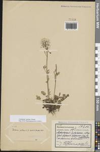 Cardamine pratensis subsp. dentata (Schult.) Čelak., Восточная Европа, Северный район (E1) (Россия)