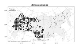 Stellaria palustris, Звездчатка болотная (Murray ex Ehrh.) Hoffm., Атлас флоры России (FLORUS) (Россия)