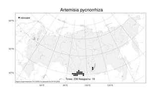 Artemisia pycnorrhiza Ledeb., Атлас флоры России (FLORUS) (Россия)