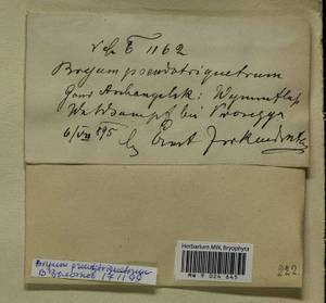 Ptychostomum pseudotriquetrum (Hedw.) J.R. Spence & H.P. Ramsay, Гербарий мохообразных, Мхи - Архангельская и Вологодская области, Коми, Ненецкий АО (B7) (Россия)