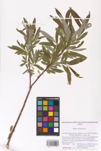 Ива прутовидная, Ива корзиночная L., Восточная Европа, Северный район (E1) (Россия)