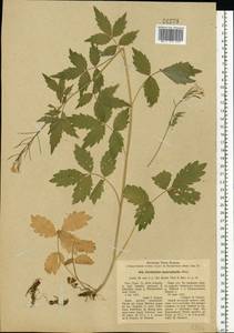 Сердечник крупнолистный Willd., Восточная Европа, Восточный район (E10) (Россия)