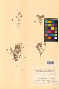 Двусемянник скальный (L.) Rchb., Восточная Европа, Эстония (E2c) (Эстония)