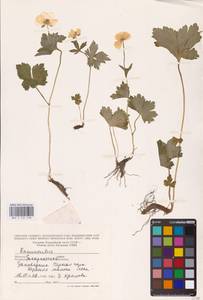 Лютик, Восточная Европа, Западно-Украинский район (E13) (Украина)