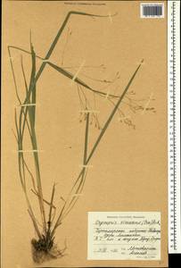 Achnatherum virescens (Trin.) Banfi, Galasso & Bartolucci, Кавказ, Черноморское побережье (от Новороссийска до Адлера) (K3) (Россия)
