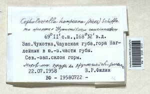 Cephaloziella hampeana (Nees) Schiffn. ex Loeske, Гербарий мохообразных, Мхи - Чукотка и Камчатка (B21) (Россия)