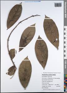 Phyllanthus poilanei Beille, Зарубежная Азия (ASIA) (Вьетнам)