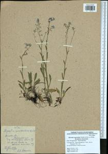Myosotis alpestris subsp. suaveolens (Waldst. & Kit. ex Willd.) Strid, Восточная Европа, Центральный район (E4) (Россия)