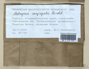 Metzgeria conjugata Lindb., Гербарий мохообразных, Мхи - Северный Кавказ и Предкавказье (B12) (Россия)