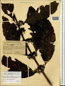Magnoliopsida, Африка (AFR) (Эфиопия)