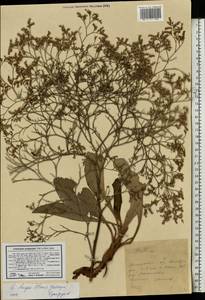Кермек метельчатый (Pall. ex Willd.) Stankov, Восточная Европа, Нижневолжский район (E9) (Россия)