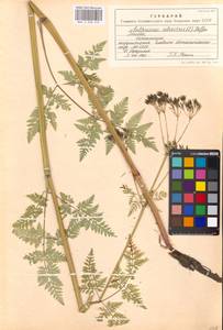 Купырь лесной (L.) Hoffm., Восточная Европа, Московская область и Москва (E4a) (Россия)