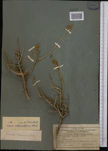 Collinosalsola arbusculiformis (Drobnick), Средняя Азия и Казахстан, Северный и Центральный Тянь-Шань (M4) (Казахстан)