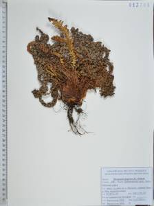 Щитовник пахучий (L.) Schott, Сибирь, Дальний Восток (S6) (Россия)