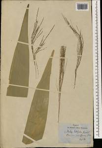 Thysanolaena latifolia (Roxb. ex Hornem.) Honda, Зарубежная Азия (ASIA) (КНР)