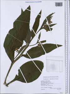 Symphytum ×uplandicum Nyman, Западная Европа (EUR) (Нидерланды)