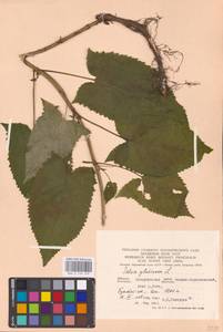 MHA 0 156 149, Шалфей железистый, Шалфей клейкий L., Восточная Европа, Западно-Украинский район (E13) (Украина)