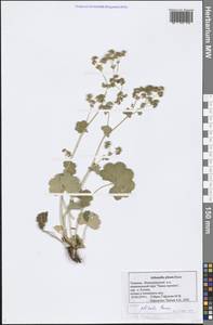 Манжетка складчатая Buser, Восточная Европа, Средневолжский район (E8) (Россия)