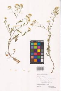 Жерушник лесной (L.) Besser, Восточная Европа, Центральный район (E4) (Россия)