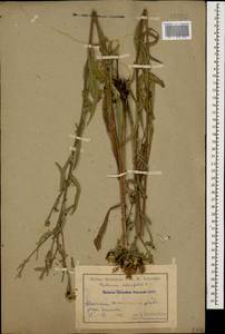 Centaurea phrygia subsp. salicifolia (M. Bieb. ex Willd.) Mikheev, Кавказ, Армения (K5) (Армения)
