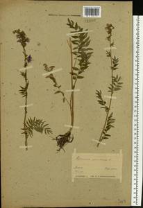 Синюха голубая L., Восточная Европа, Белоруссия (E3a) (Белоруссия)