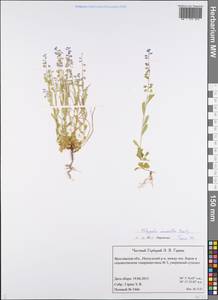 Истод горьковатый Crantz, Восточная Европа, Центральный лесной район (E5) (Россия)