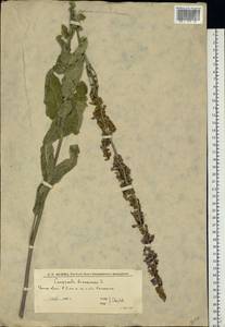 Колокольчик болонский L., Восточная Европа, Нижневолжский район (E9) (Россия)