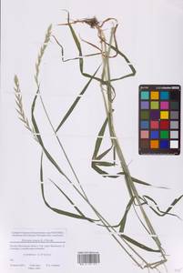 Пырейник ползучий (L.) Gould, Восточная Европа, Московская область и Москва (E4a) (Россия)