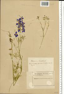 Delphinium consolida subsp. consolida, Восточная Европа, Северный район (E1) (Россия)
