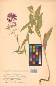 Вечерница сибирская L., Восточная Европа, Нижневолжский район (E9) (Россия)