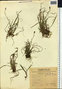 Осока Петерса (C.A.Mey. ex F.Schmidt) Akiyama, Сибирь, Чукотка и Камчатка (S7) (Россия)