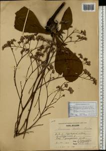 Limonium gmelini (Willd.) Kuntze, Восточная Европа, Молдавия (E13a) (Молдавия)