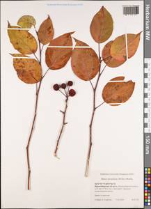 Яблоня сливолистная, Китайка (Willd.) Borkh., Сибирь, Западная Сибирь (S1) (Россия)
