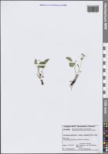 Белозор тонкий Wahlenb., Сибирь, Центральная Сибирь (S3) (Россия)