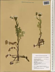 Хвостосемянник горчаковидный (L.) Scop. ex F.W.Schmidt, Зарубежная Азия (ASIA) (Кипр)