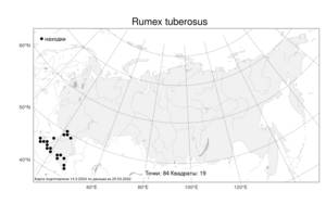 Rumex tuberosus, Щавель клубненосный L., Атлас флоры России (FLORUS) (Россия)