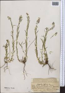 Истод хохлатый, Средняя Азия и Казахстан, Джунгарский Алатау и Тарбагатай (M5) (Казахстан)