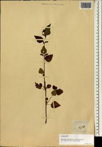 Melochia corchorifolia L., Зарубежная Азия (ASIA) (Филиппины)