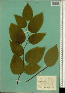 Hovenia dulcis Thunb., Зарубежная Азия (ASIA) (Таджикистан)