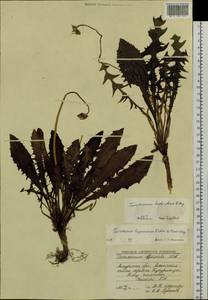 Taraxacum multisectum Kitag., Сибирь, Дальний Восток (S6) (Россия)