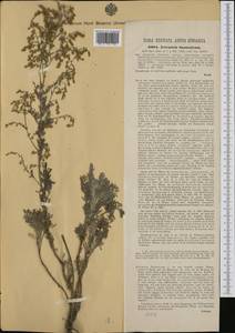 Artemisia caerulescens subsp. caerulescens, Западная Европа (EUR) (Румыния)