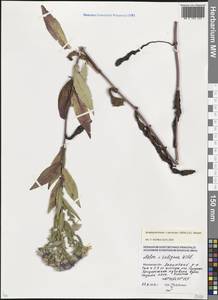 Symphyotrichum × versicolor (Willd.) G. L. Nesom, Восточная Европа, Московская область и Москва (E4a) (Россия)