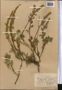 Artemisia stechmanniana Besser, Средняя Азия и Казахстан, Северный и Центральный Тянь-Шань (M4) (Казахстан)