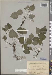 Фиалка Рейхенбаха Jord. ex Boreau, Кавказ, Краснодарский край и Адыгея (K1a) (Россия)